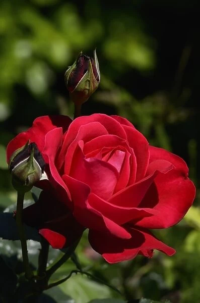 Red rose -Rosa sp. -, flower, Moriani, Corsica, France, Europe