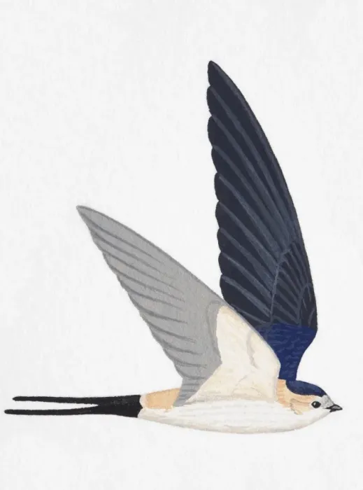 Framed Print : Red-rumped Swallow (Hirundo daurica), adult Framed Print : Red-rumped Swallow (Hirundo daurica), adult