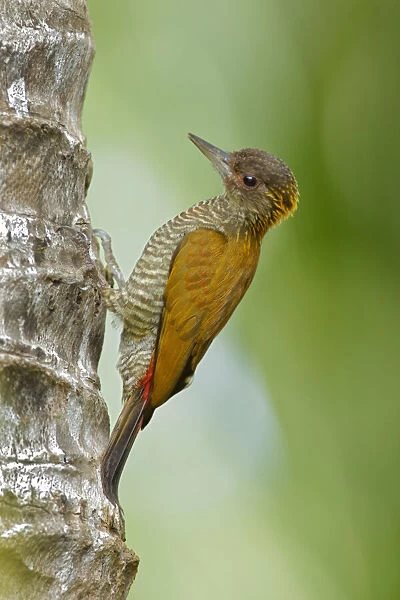 Red-rumped Woodpecker (Veniliornis kirkii) female