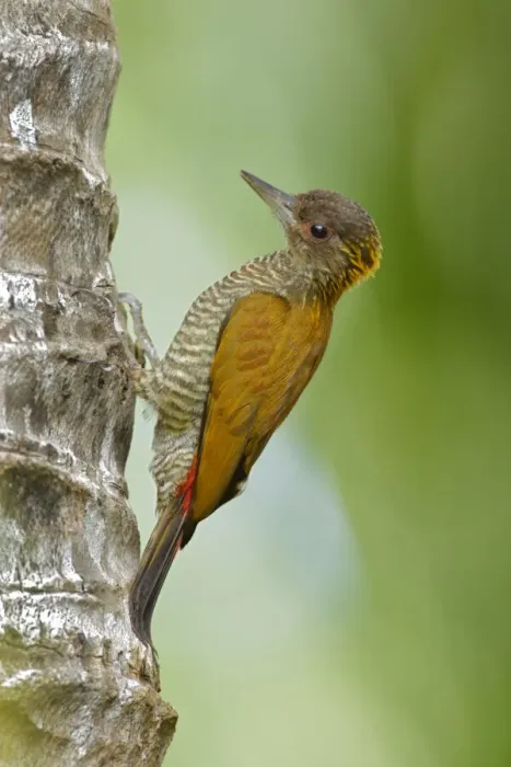 Framed Print : Red-rumped Woodpecker (Veniliornis kirkii) female Framed Print : Red-rumped Woodpecker (Veniliornis kirkii) female