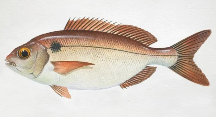Framed Print : Red Seabream, Pagellus bogaraveo, side view Framed Print : Red Seabream, Pagellus bogaraveo, side view