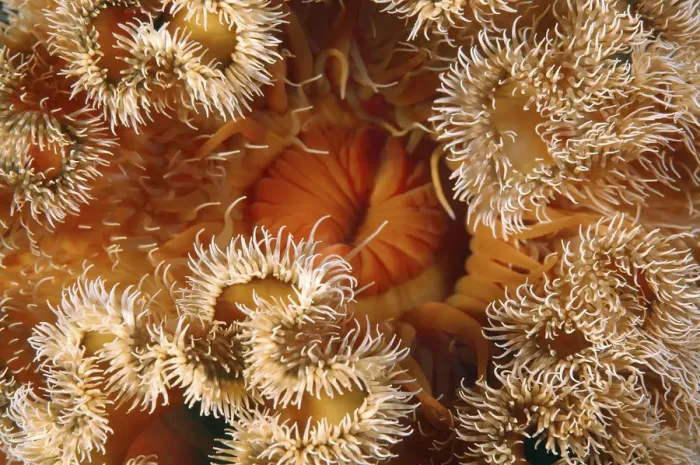 Framed Print : Red senile anemone, Plumose anemone or Frilled anemone -Metridium senile-, Japan Sea, Far East, Primorsky Krai, Russian Federation Framed Print : Red senile anemone, Plumose anemone or Frilled anemone -Metridium senile-, Japan Sea, Far East, Primorsky Krai, Russian Federation