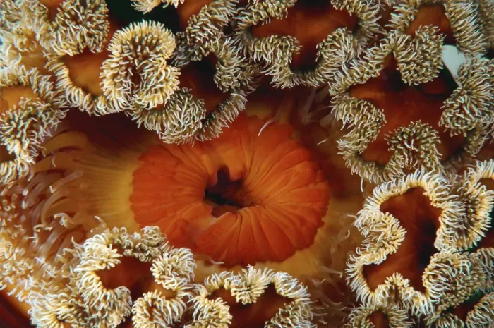 Framed Print : Red senile anemone, Plumose anemone or Frilled anemone -Metridium senile-, Japan Sea, Primorsky Krai, Russian Federation, Far East