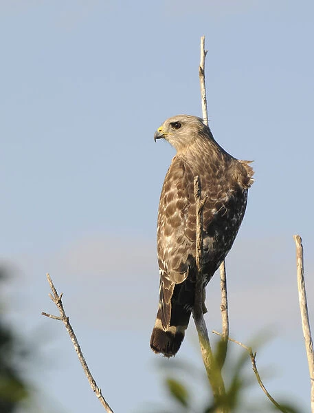 Red-shouldered hawk, Buteo lineatus, with wind ruffling feathers. Everglades National Park, Florida, USA. UNESCO World Heritage Site (Biosphere Reserve)