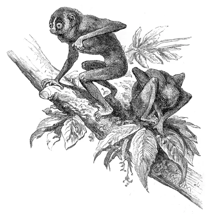 Framed Print : Red slender lorisengraving 1895 Framed Print : Red slender lorisengraving 1895