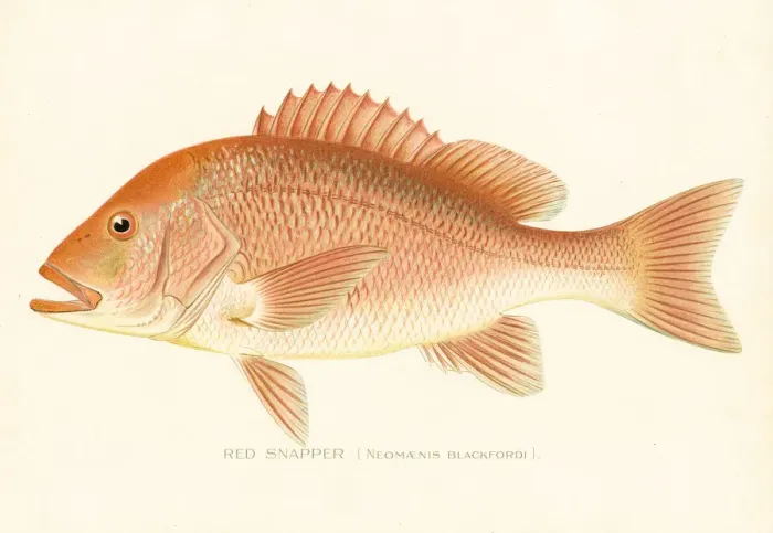 Framed Print : Red snapper chromolithograph 1898 Framed Print : Red snapper chromolithograph 1898