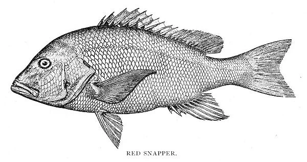Red snapper engraving 1898