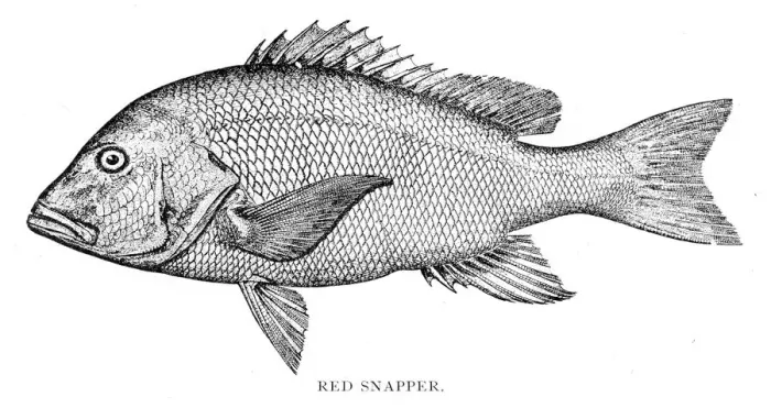 Framed Print : Red snapper engraving 1898
