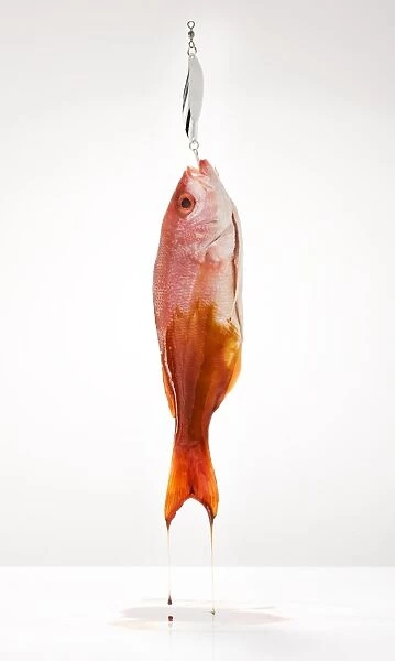 Red snapper on fish hook covered in oil