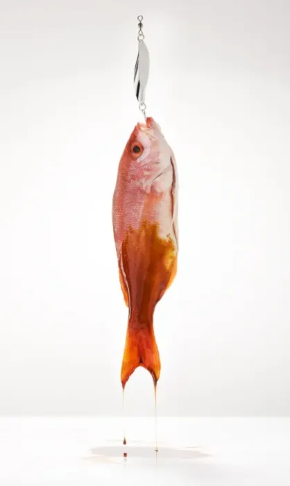 Framed Print : Red snapper on fish hook covered in oil Framed Print : Red snapper on fish hook covered in oil
