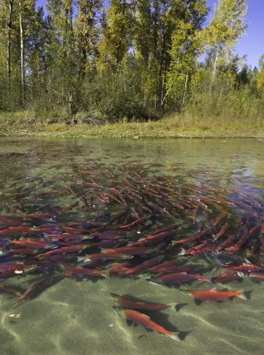 Framed Print : Red Sockeye salmon in eddy and resting, Canada Framed Print : Red Sockeye salmon in eddy and resting, Canada