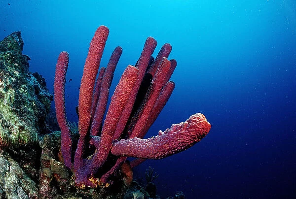 Red Sponge (Porifera), Trinidad, Caribbean Sea