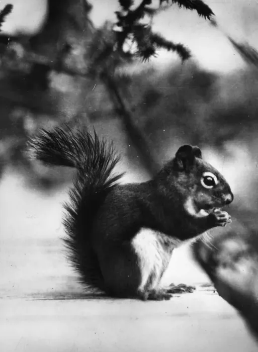 Framed Print : Red Squirrel Framed Print : Red Squirrel