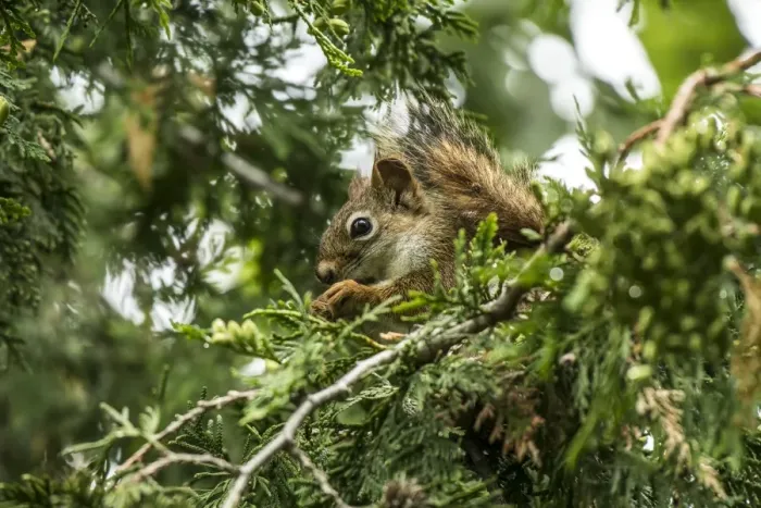 Framed Print : Red Squirrel Framed Print : Red Squirrel