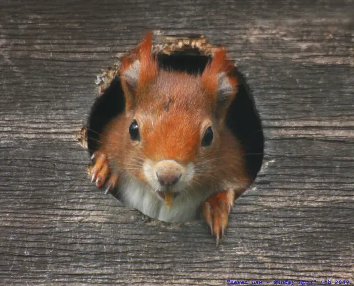 Framed Print : Red Squirrel Framed Print : Red Squirrel