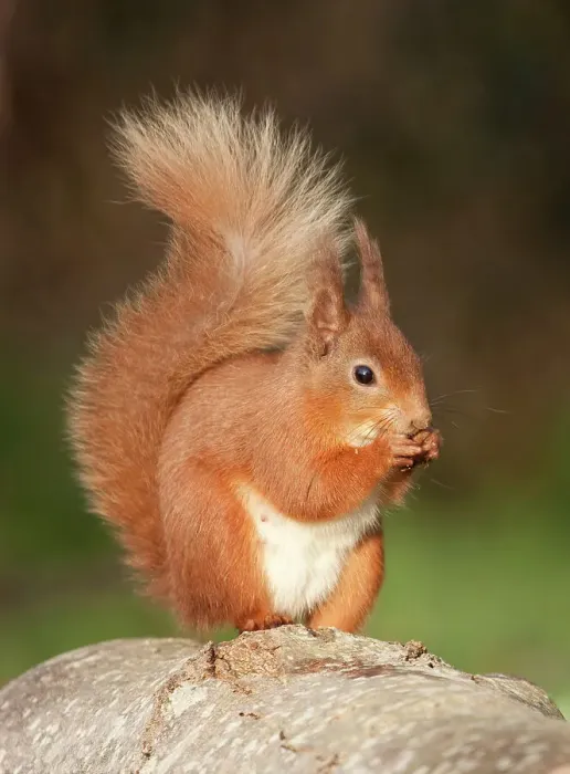 Framed Print : Red squirrel Framed Print : Red squirrel