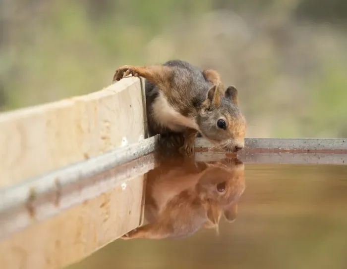 Framed Print : Red Squirrel, drinking water with his reflected head Framed Print : Red Squirrel, drinking water with his reflected head