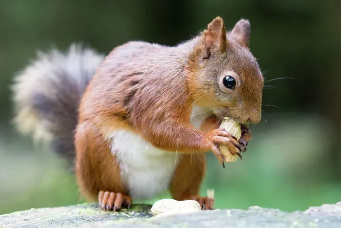 Framed Print : Red Squirrel eating a nut Framed Print : Red Squirrel eating a nut