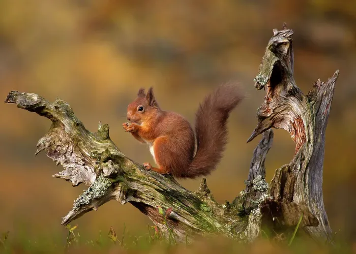 Framed Print : Red Squirrel eating nuts in Autumn