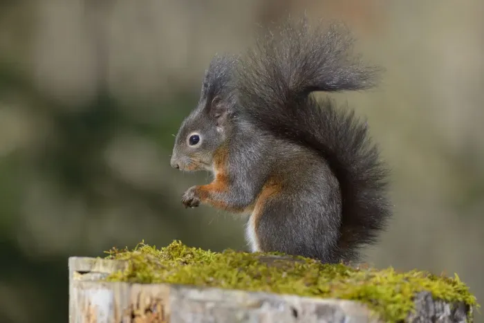 Framed Print : Red Squirrel -Sciurus vulgaris-, black morph, perched on tree stump, Fischen, Allgau, Bavaria, Germany Framed Print : Red Squirrel -Sciurus vulgaris-, black morph, perched on tree stump, Fischen, Allgau, Bavaria, Germany