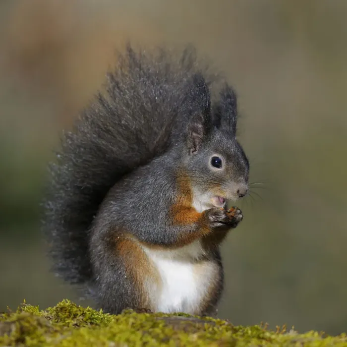 Framed Print : Red Squirrel -Sciurus vulgaris-, black morph, perched on a tree stump, Fischen, Allgau, Bavaria, Germany Framed Print : Red Squirrel -Sciurus vulgaris-, black morph, perched on a tree stump, Fischen, Allgau, Bavaria, Germany