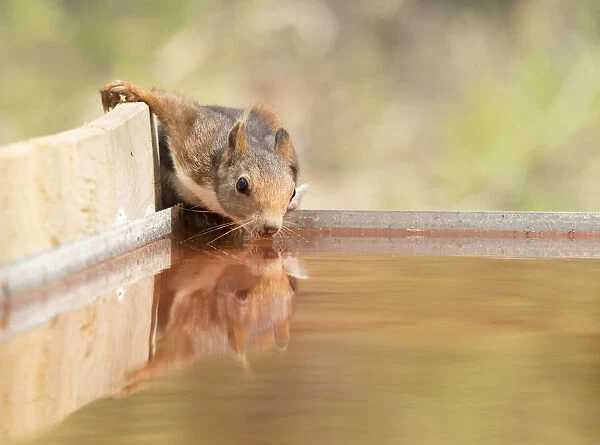 Red squirrel (Sciurus vulgaris), drinking in a water puddle