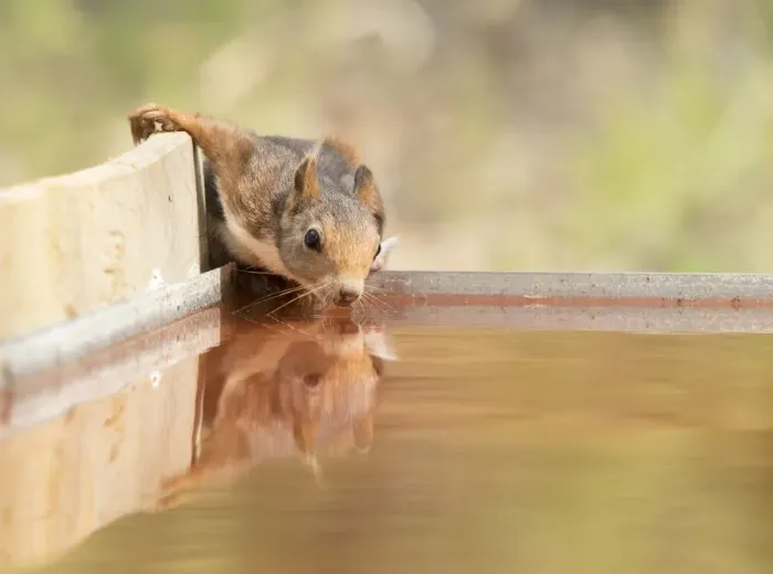 Framed Print : Red squirrel (Sciurus vulgaris), drinking in a water puddle Framed Print : Red squirrel (Sciurus vulgaris), drinking in a water puddle