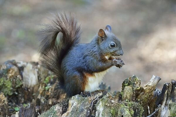 Red Squirrel -Sciurus vulgaris- feeding, Canton of Graubunden, Switzerland