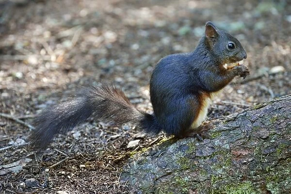 Red Squirrel -Sciurus vulgaris- feeding, Canton of Graubunden, Switzerland