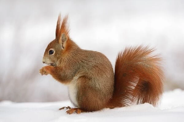 Red Squirrel -Sciurus vulgaris- feeding in the snow in winter, Leipzig, Saxony, Germany