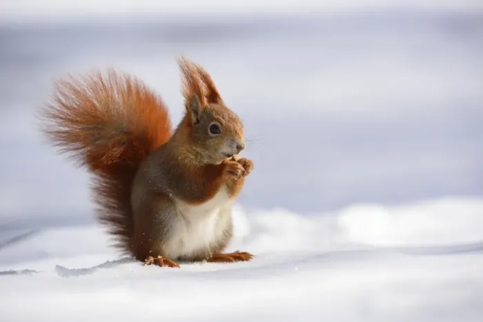 Framed Print : Red Squirrel -Sciurus vulgaris- feeding in the snow in winter, Leipzig, Saxony, Germany Framed Print : Red Squirrel -Sciurus vulgaris- feeding in the snow in winter, Leipzig, Saxony, Germany