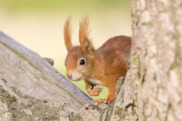 Red Squirrel (Sciurus vulgaris), Hesse, Germany