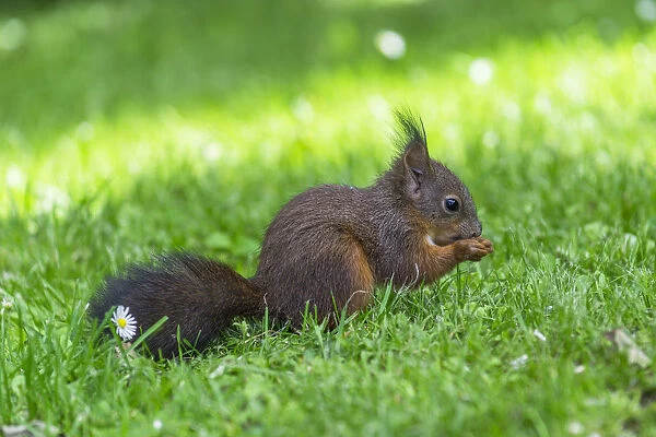 Red Squirrel -Sciurus vulgaris- on a meadow, feeding, Lower Austria, Austria