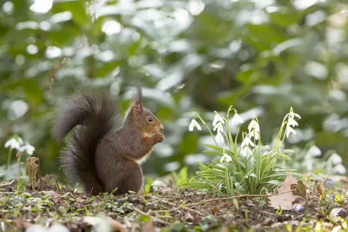 Framed Print : Red Squirrel -Sciurus vulgaris- on a spring meadow, Baden-Wurttemberg, Germany Framed Print : Red Squirrel -Sciurus vulgaris- on a spring meadow, Baden-Wurttemberg, Germany