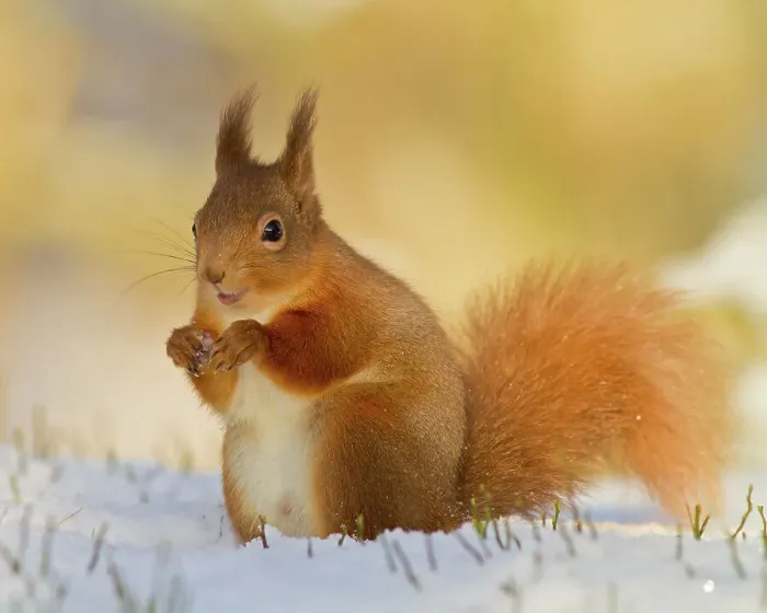Framed Print : Red squirrel in the snow Framed Print : Red squirrel in the snow