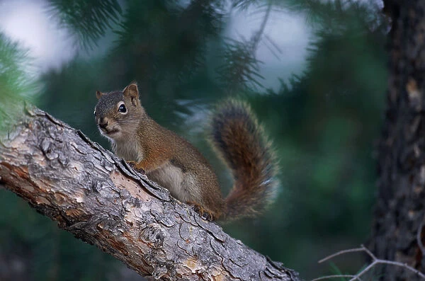 Red Squirrel in Tree, Yellowstone National Park