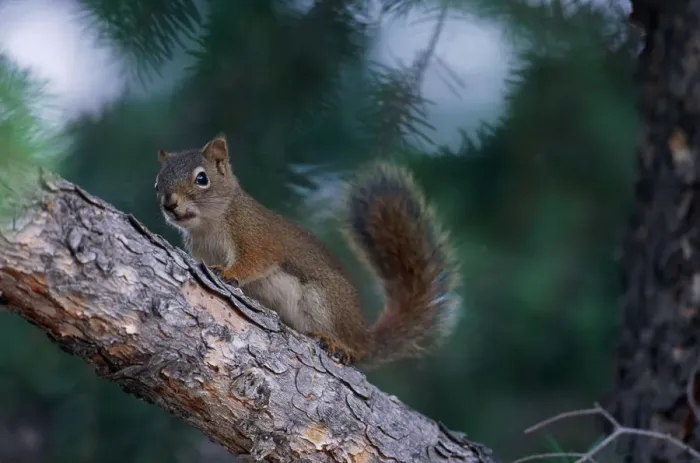 Framed Print : Red Squirrel in Tree, Yellowstone National Park Framed Print : Red Squirrel in Tree, Yellowstone National Park