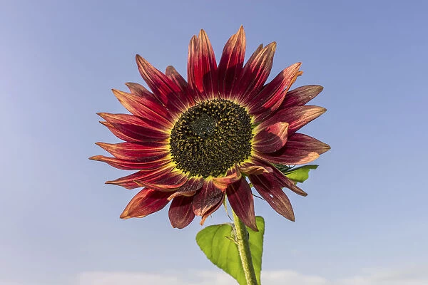Red Sunflower -Helianthus annuus-