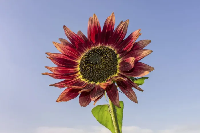 Framed Print : Red Sunflower -Helianthus annuus- Framed Print : Red Sunflower -Helianthus annuus-
