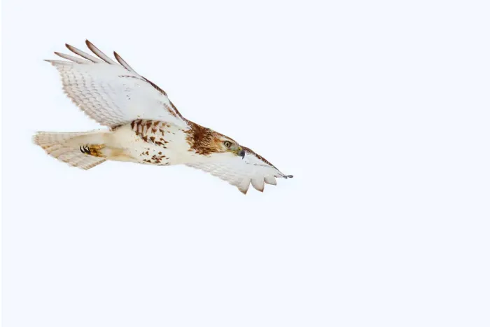 Framed Print : Red-tailed Hawk