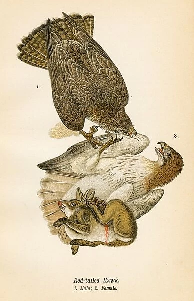 Red tailed hawk bird lithograph 1890