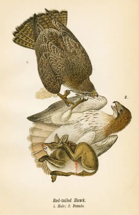 Framed Print : Red tailed hawk bird lithograph 1890