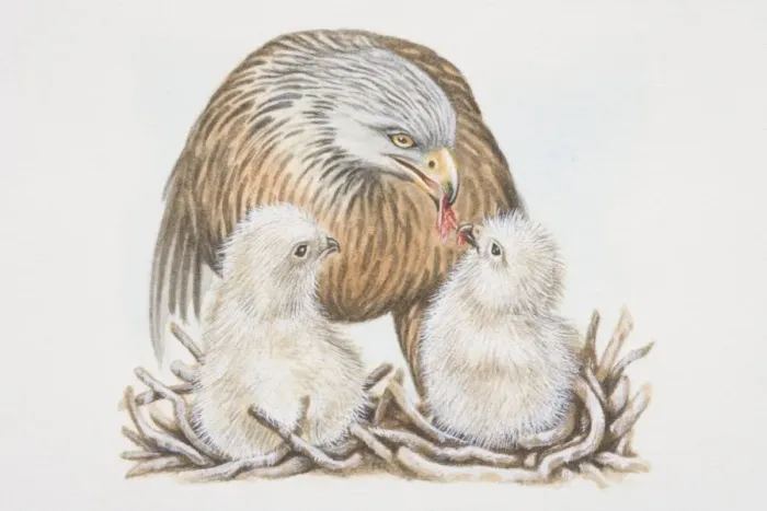Framed Print : Red-tailed Hawk (Buteo jamaicensis, feeding two chicks Framed Print : Red-tailed Hawk (Buteo jamaicensis, feeding two chicks