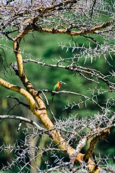 Framed Print : Red-Throated Bee-Eater Framed Print : Red-Throated Bee-Eater