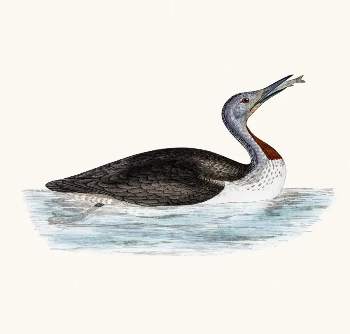 Framed Print : Red throated Loon bird Framed Print : Red throated Loon bird