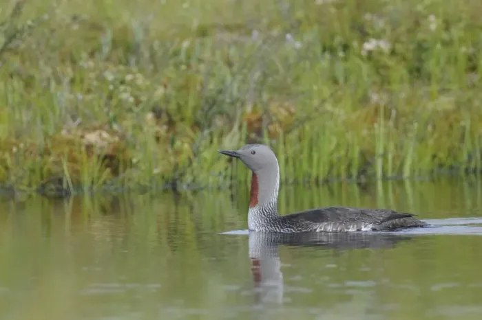 Framed Print : Red-throated Loon (Gavia stellata)