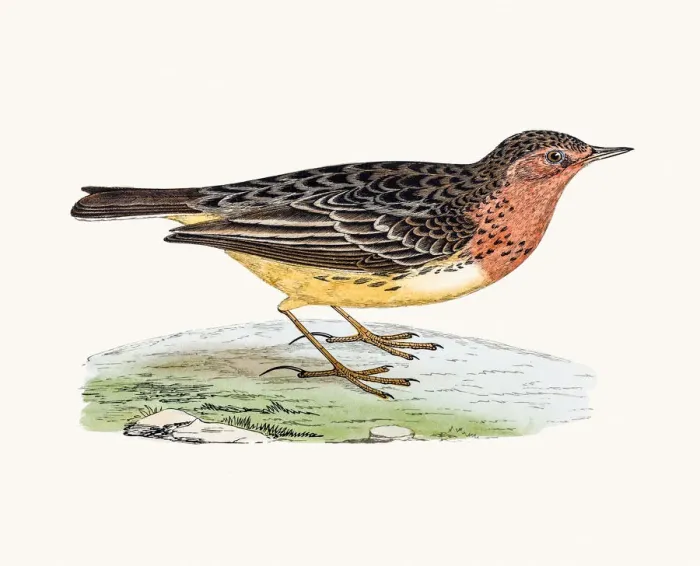 Framed Print : Red-Throated Pipit Framed Print : Red-Throated Pipit