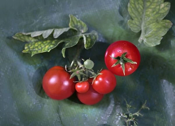 Red tomatoes with drops of dew and leaves