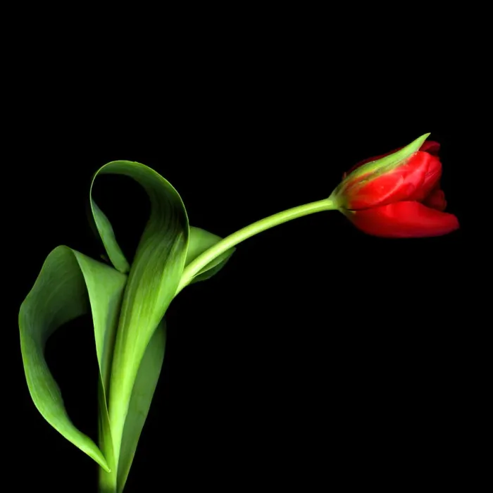Framed Print : Red tulip against black background Framed Print : Red tulip against black background