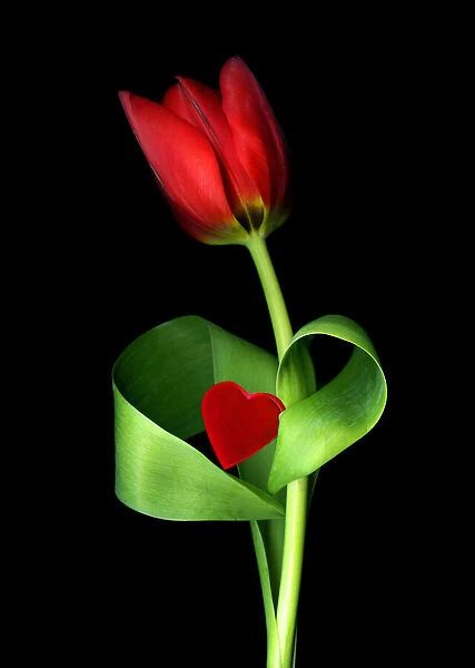 Red tulip with a heart on black